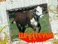 Amazingly Cute Cows