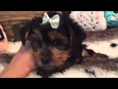 Compact, cobby, teddy bear faced yorkie puppy