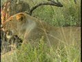 lioness   buffalo carcass pt 1