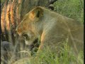 lioness   buffalo carcass pt 1