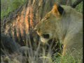 lioness   buffalo carcass pt 1