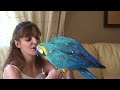 Ara ararauna Blue and Gold Macaw Aby Ara ararauna Blue and Gold Macaw Aby