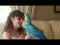 Ara ararauna Blue and Gold Macaw  Aby