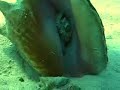 My oh My, Octopi!