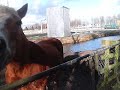 Ponys bij P+R for March 02, 2007, 10:19 AM Ponys bij P+R for March 02, 2007, 10:19 AM