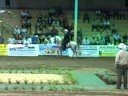 PASO FINO PR DON Q DE PROFETA EN AGUADA