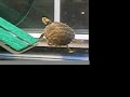Our Memphis Red-Eared Slider and Pleco Our Memphis Red-Eared Slider and Pleco