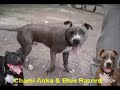 American Pit Bull Terrier Fight :: 100% APBT GAMEDOGS