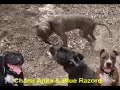 American Pit Bull Terrier Fight :: 100% APBT GAMEDOGS