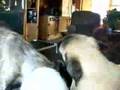 Big dogs playing with Keyco