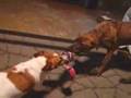 Pit Bull and Jack Russell Tug O War
