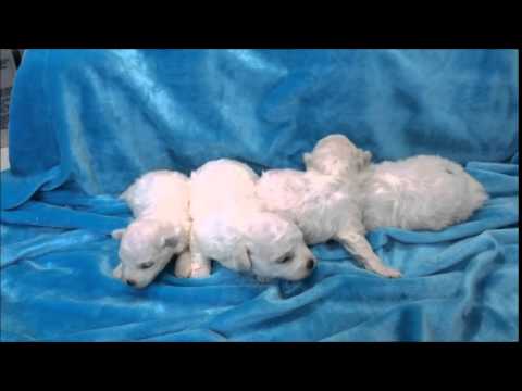 Bichon Frise Puppies