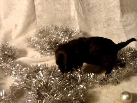 Blitzen explores a winter wonderland