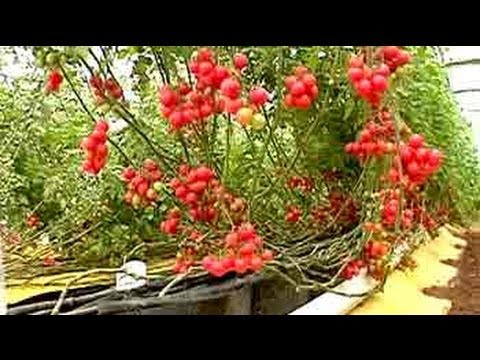 how to grow plants without soil