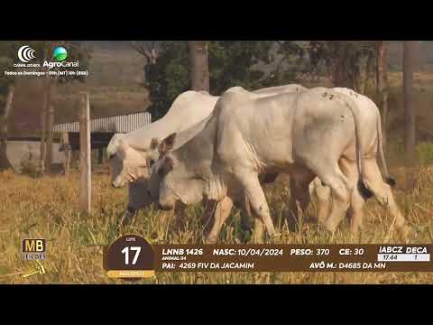 511� LEIL�O VIRTUAL MB LEIL�ES