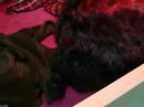 Cinta likt pup