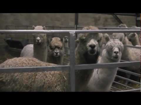 how to harvest alpaca wool