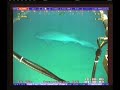 6 gill shark VERY RARE