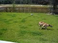 DOG vs. GREYHOUND