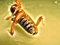 The Sad Death of a Potato Bug The Sad Death of a Potato Bug