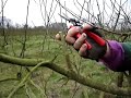 Fruitwise apple pruning guide-tipping back Fruitwise apple pruning guide-tipping back