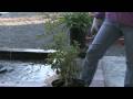 videos de Plant Care & Gardening : How to Winterize Roses