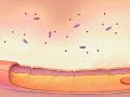 Inflammatory Response