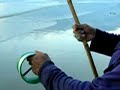 Catch Skate Fish
