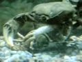 Granchio d'acqua dolce-Potamon fluviatile -Copula -ATAPS TUTELA AMBIENTALE-ITALY-l crabs-