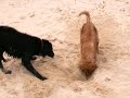 Dogs Find Hidden Toy in the Sand Dogs Find Hidden Toy in the Sand