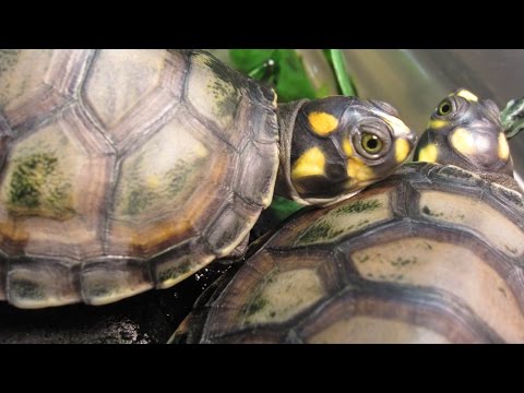 YouTube reptile video