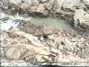 Seals in New Zealand