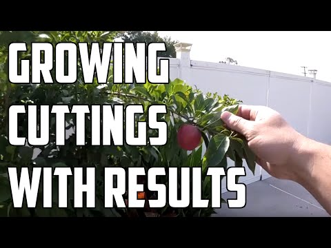 Growing Fruit Trees From Cuttings - How to with Results!