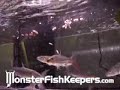 Goliath African Tiger Fish  Feeding Hikari Food Sticks