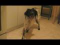 dog trick: learning to hold the position dog trick: learning to hold the position
