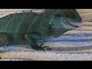 Water Dragon Eats Mouse Whole