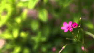 Time Lapse Flower Opening