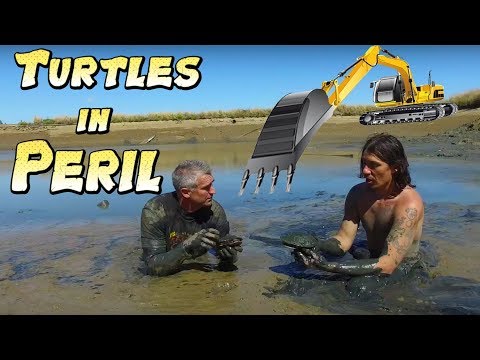 YouTube reptile video