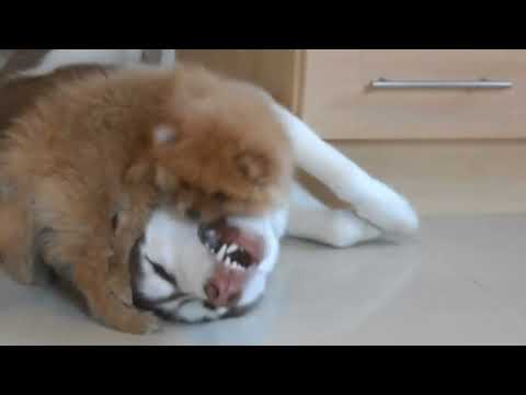 siberian husky