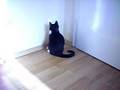 videos de Katzenkratzers Katzen Leonie und Sam folgen dem Weißen Licht