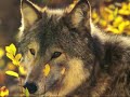 Danse avec les loups