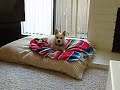 Howling Dog