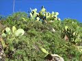 A tribute to Italy, Pt.1: Taormina, Catania and Mt. Etna