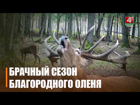 Один из самых зрелищных природных периодов: начался сезон гона благородного оленя видео