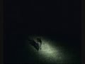 Lamping with Lurchers