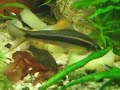ampulaire bleu et gros botia striata ampulaire bleu et gros botia striata