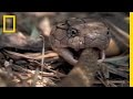 Cobra vs. Rat Snake