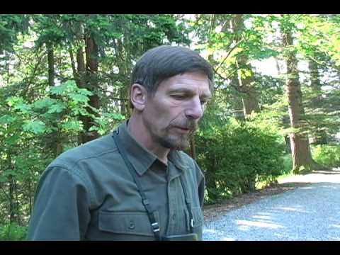 The Merlinologist Part 4