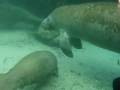 videos de Swimming with Manatees