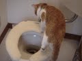 Toilet Trained Neat Cat (=^..^=) Toilet Trained Neat Cat (=^..^=)
